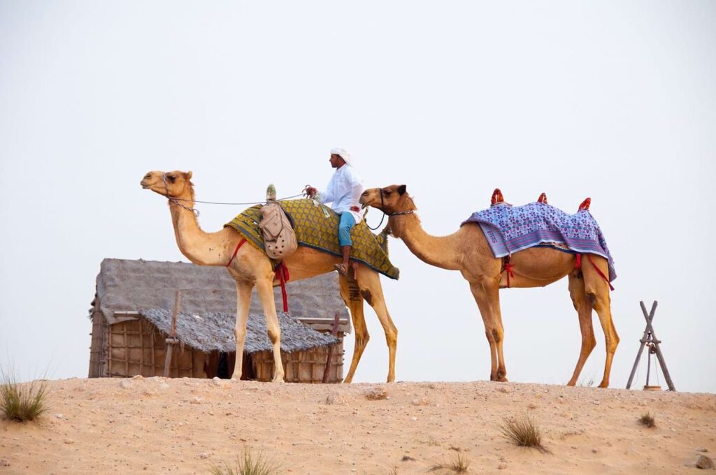 Camels In Dubai Desert